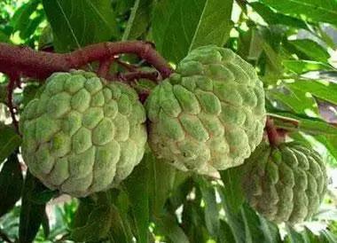 最有营养食物100种,全世界最有营养的食物