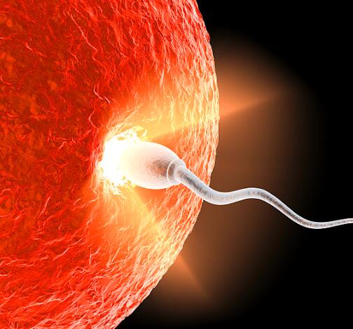 做试管婴儿的人最多做了多少次,做试管婴儿的经历花费