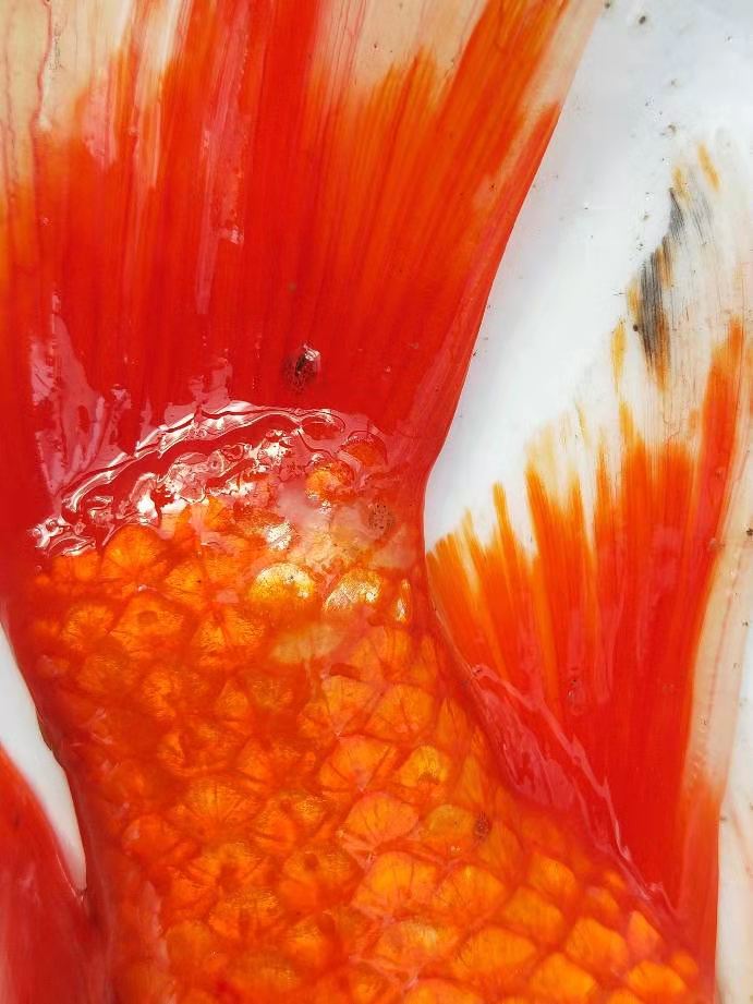 观赏鱼身上有小水珠粘液怎样清除,观赏鱼身上长虫子怎么办