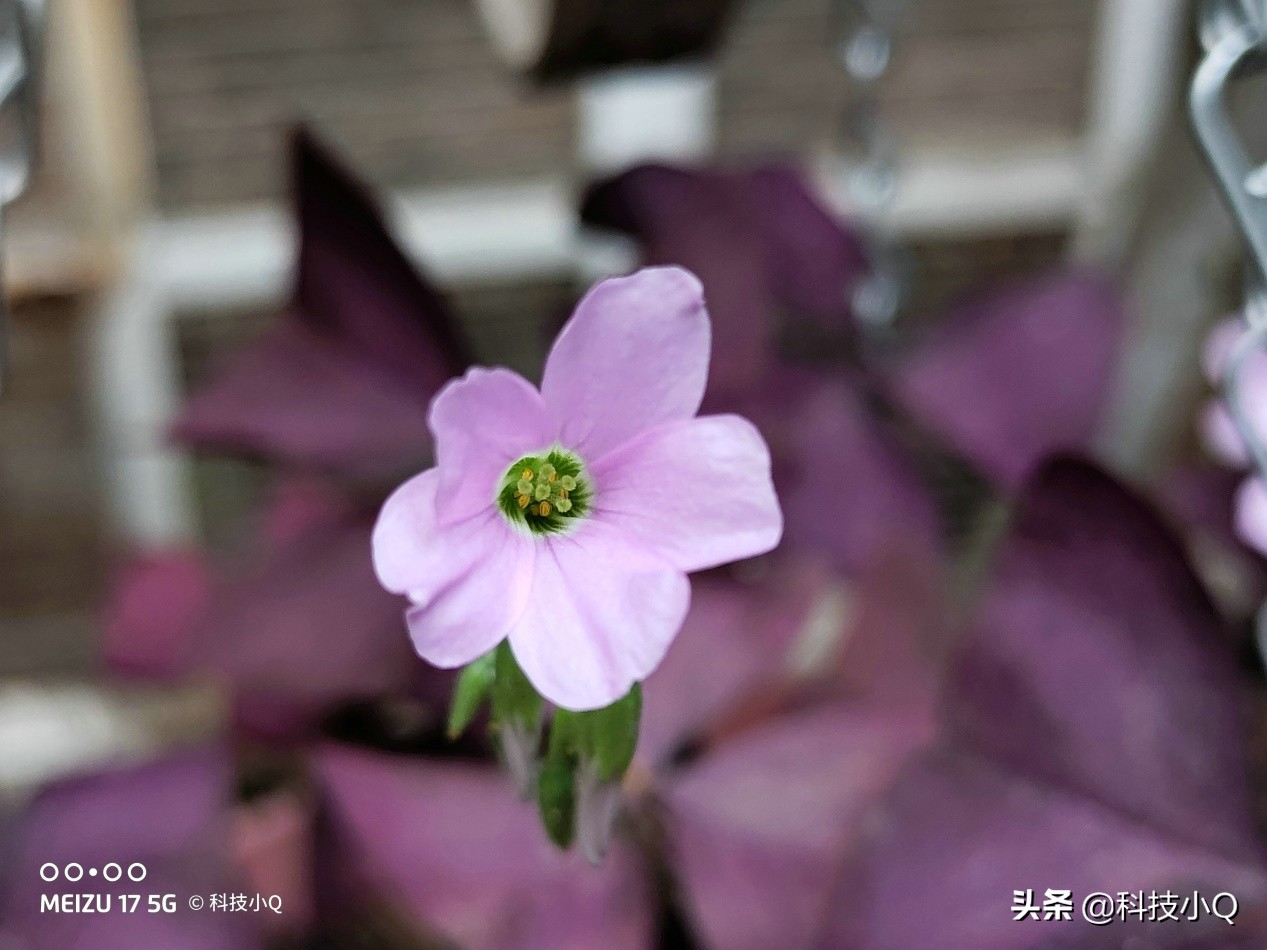 魅族17pro和魅族17,魅族17年出的哪几款手机