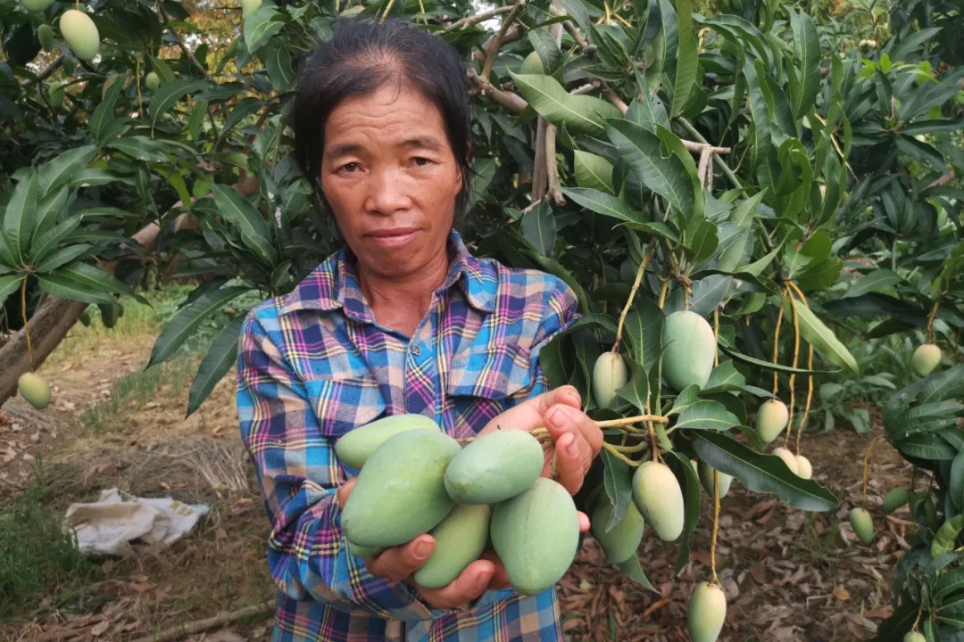 疫情防控造成红薯滞销,疫情突如其来农产品滞销