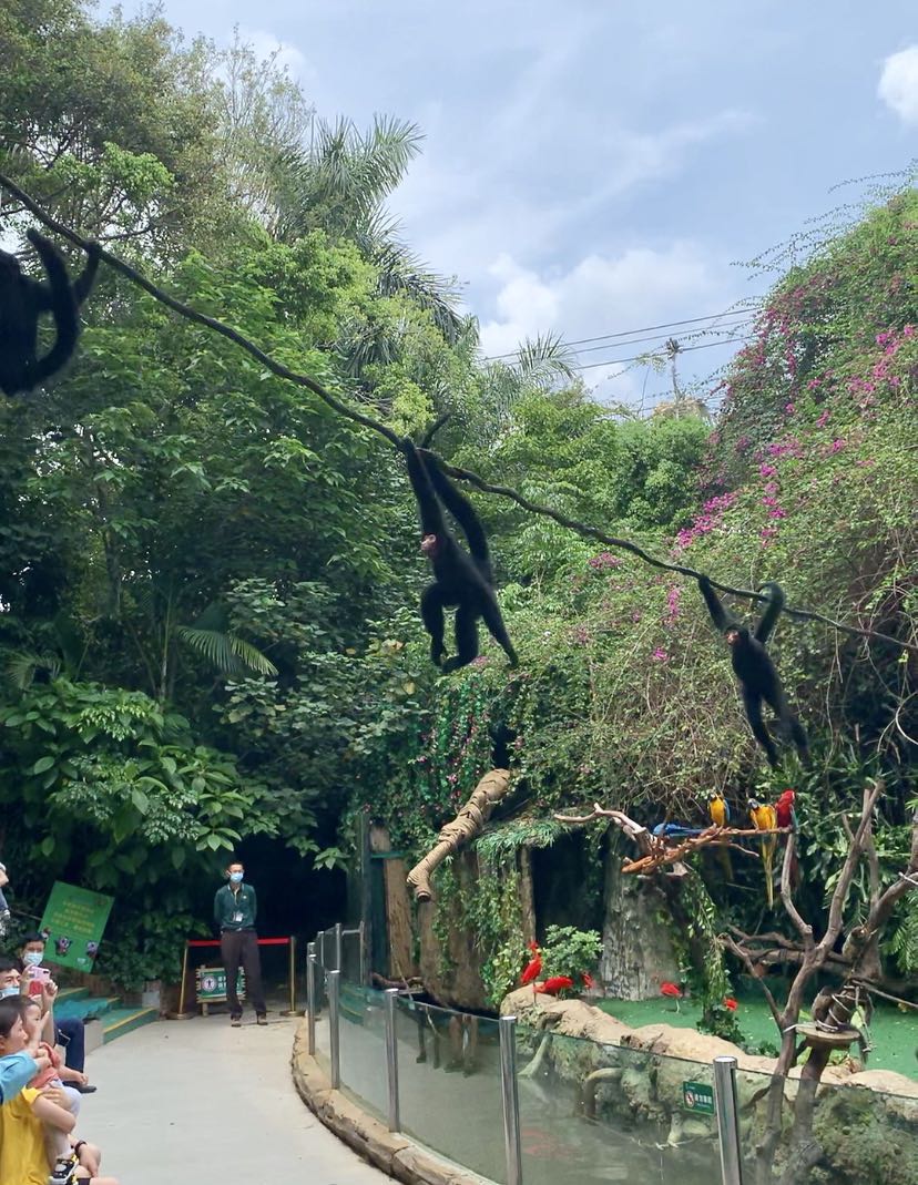 长隆野生动物世界推荐,长隆野生动物园必看动物