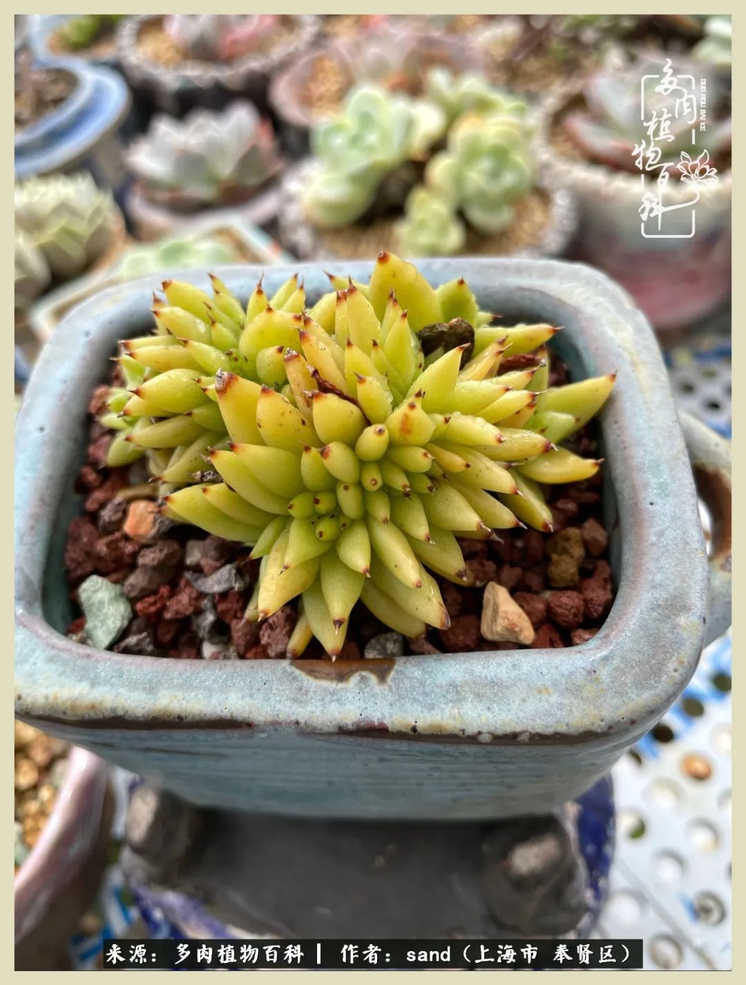 多肉垂落下去该怎么办,多肉在三伏天怎么度夏