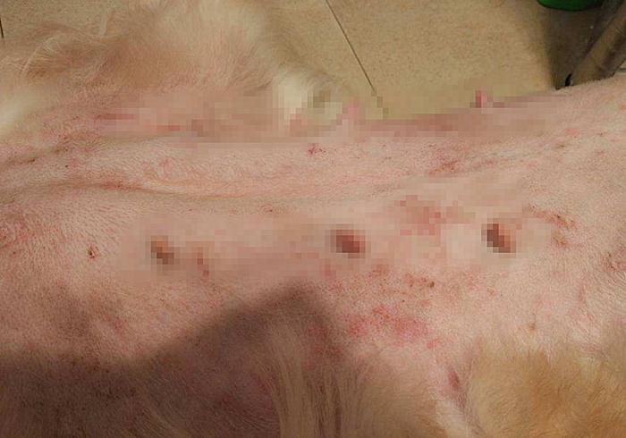 狗狗出现孕吐症状，应立刻带去检查，主人切勿忽视假孕的危害