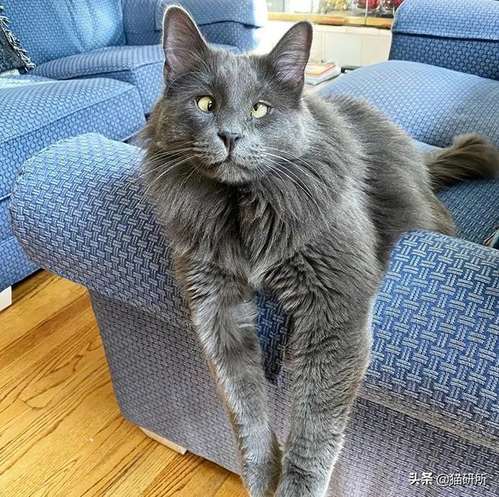 猫咪斗鸡眼是什么意思,猫咪斗鸡眼困倦不爱动微微颤抖