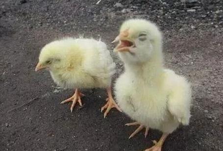 散养土鸡可发生的寄生虫有哪些,土鸡气囊炎怎么治疗