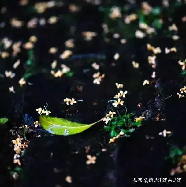 唐诗词经典唯美古文,唐诗宋词中的好词佳句赏析