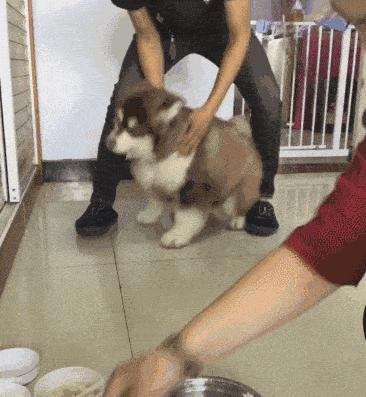 狗子吃东西还是很瘦怎么办,狗吃饭狼吞虎咽怎么纠正