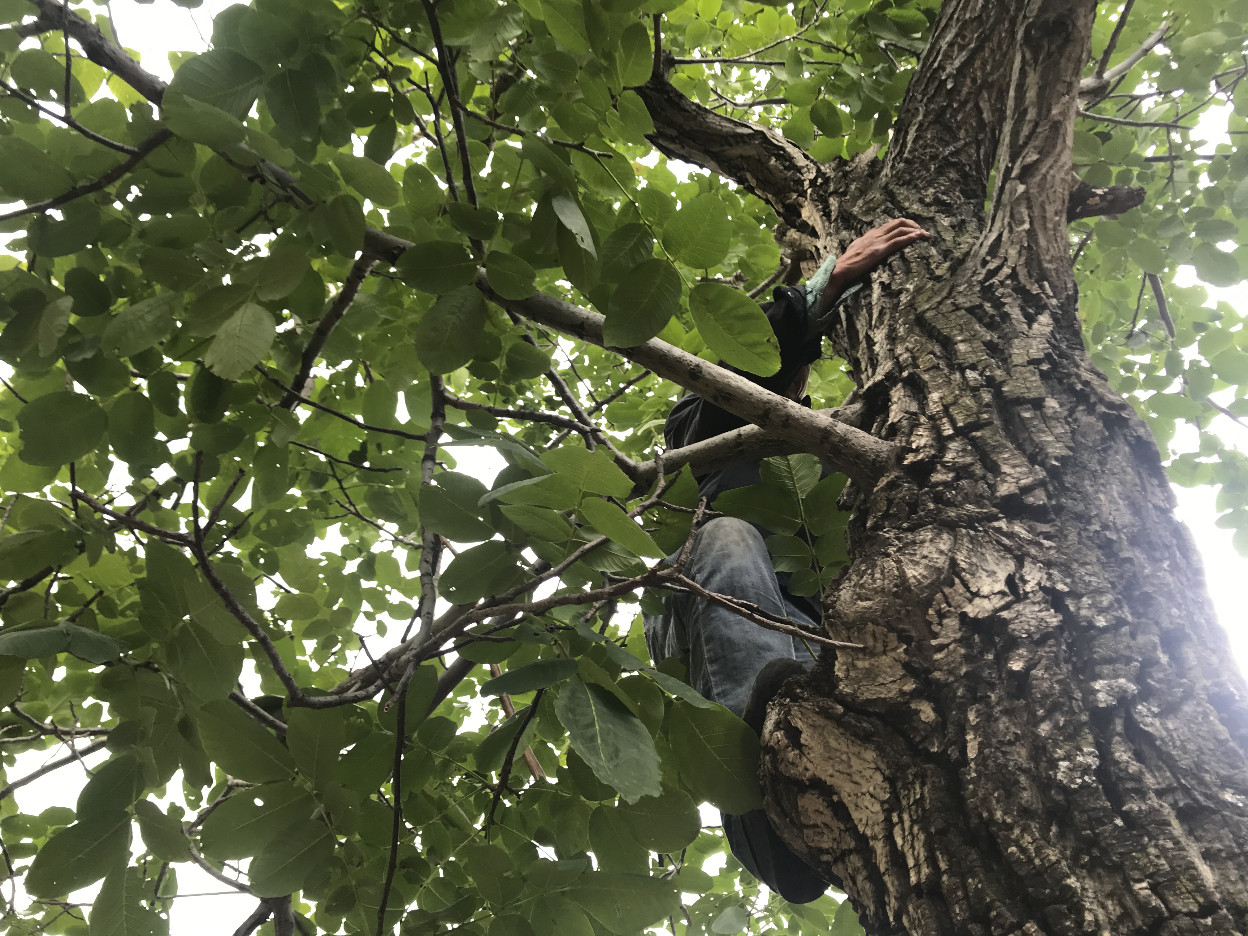 孩子爱吃甜食一嘴小黑牙，此招一出，父母小孩都快乐