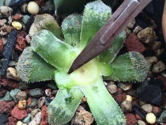 多肉一直不长怎么办,多肉一直不长新叶片