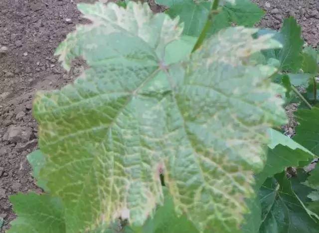 葡萄叶片黄化怎么治疗,葡萄叶片黄化斑驳