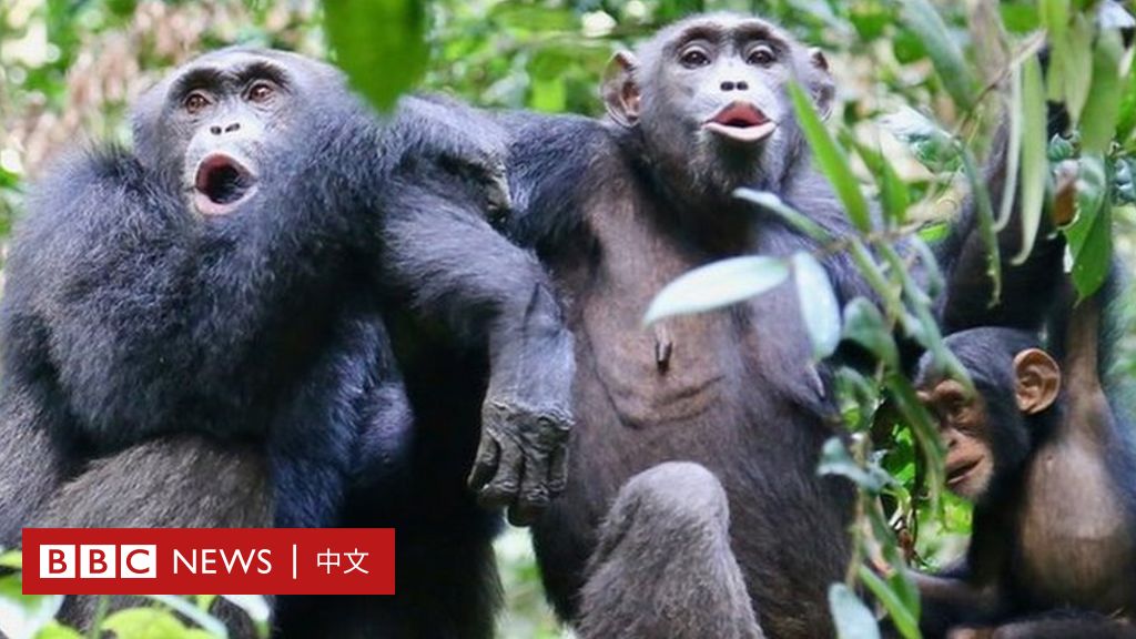 非洲大批黑猩猩感染人类病毒，变成丑八怪，科学家无法治疗