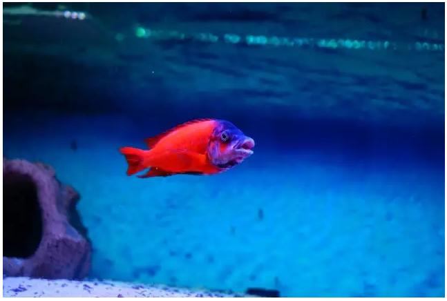 三湖慈鲷孵化注意事项,三湖慈鲷鱼买回来注意事项