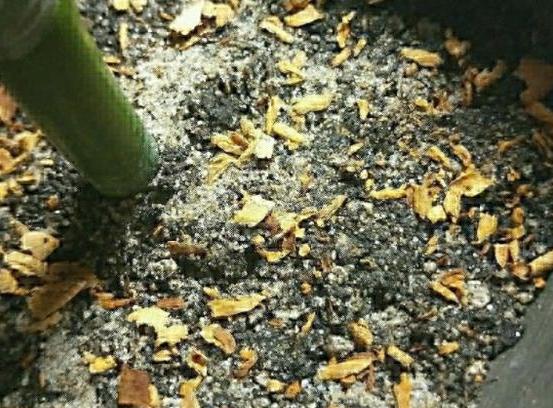 种花如何防烂根,烂根花草的养殖方法