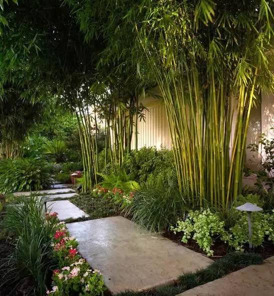 26种竹子大全,26种竹子的特别之处