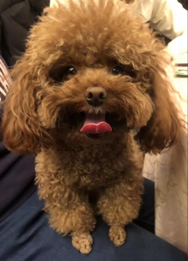 小体飞耳泰迪的缺点,泰迪狗狗的优点和缺点