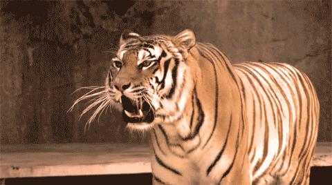 十只藏獒一只老虎能顶多久,一只老虎能战斗几只藏獒