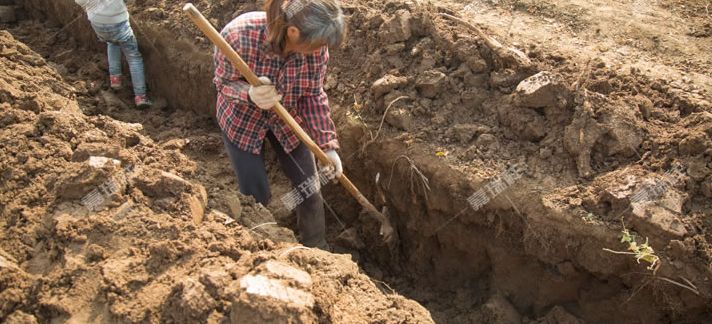 垆土铁棍山药乃山药之王,垆土山药和铁棍山药有什么区别