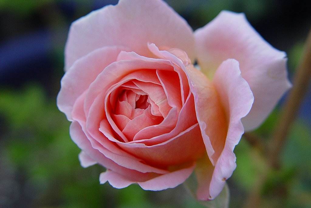 亚伯拉罕达比月季是藤本还是灌木,亚伯拉罕达比和玛格丽特王妃月季