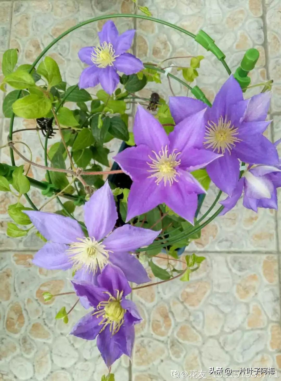 自制养花水配方除臭,养花自制10种消毒水不招虫不烂根