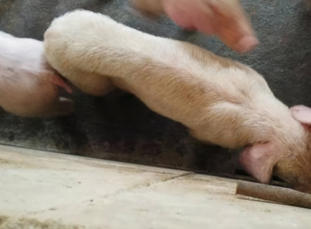 僵猪怎么治疗和管理,僵猪病猪处理方法