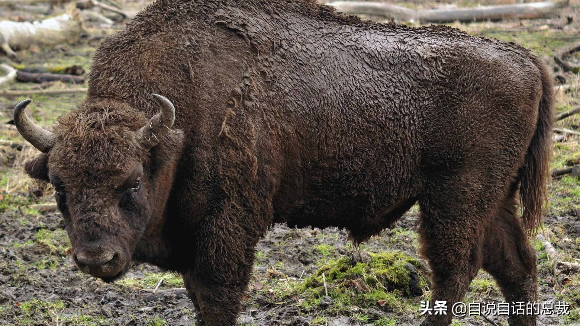 阿努纳奇创造人类7次文明,阿努纳奇人类起源