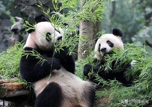 收藏熊猫金币还是银币,熊猫银币品相十品有收藏价值吗