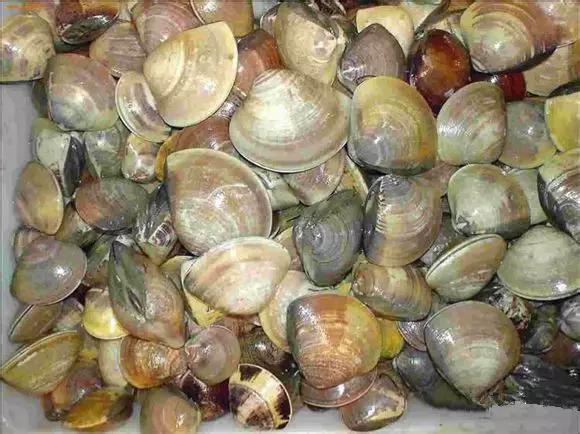 开海什么海鲜最好,开海季肥美海鲜