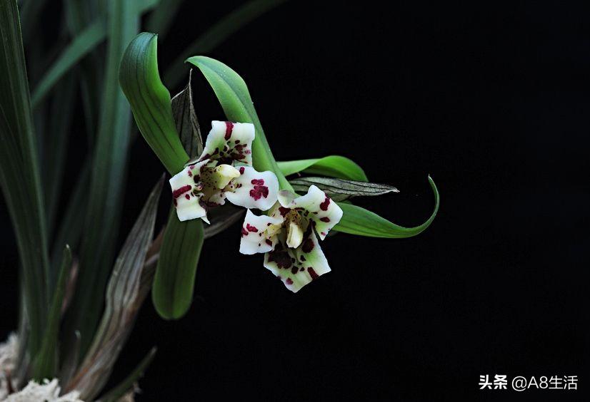 中国兰花名品录,春兰兰花名品大全