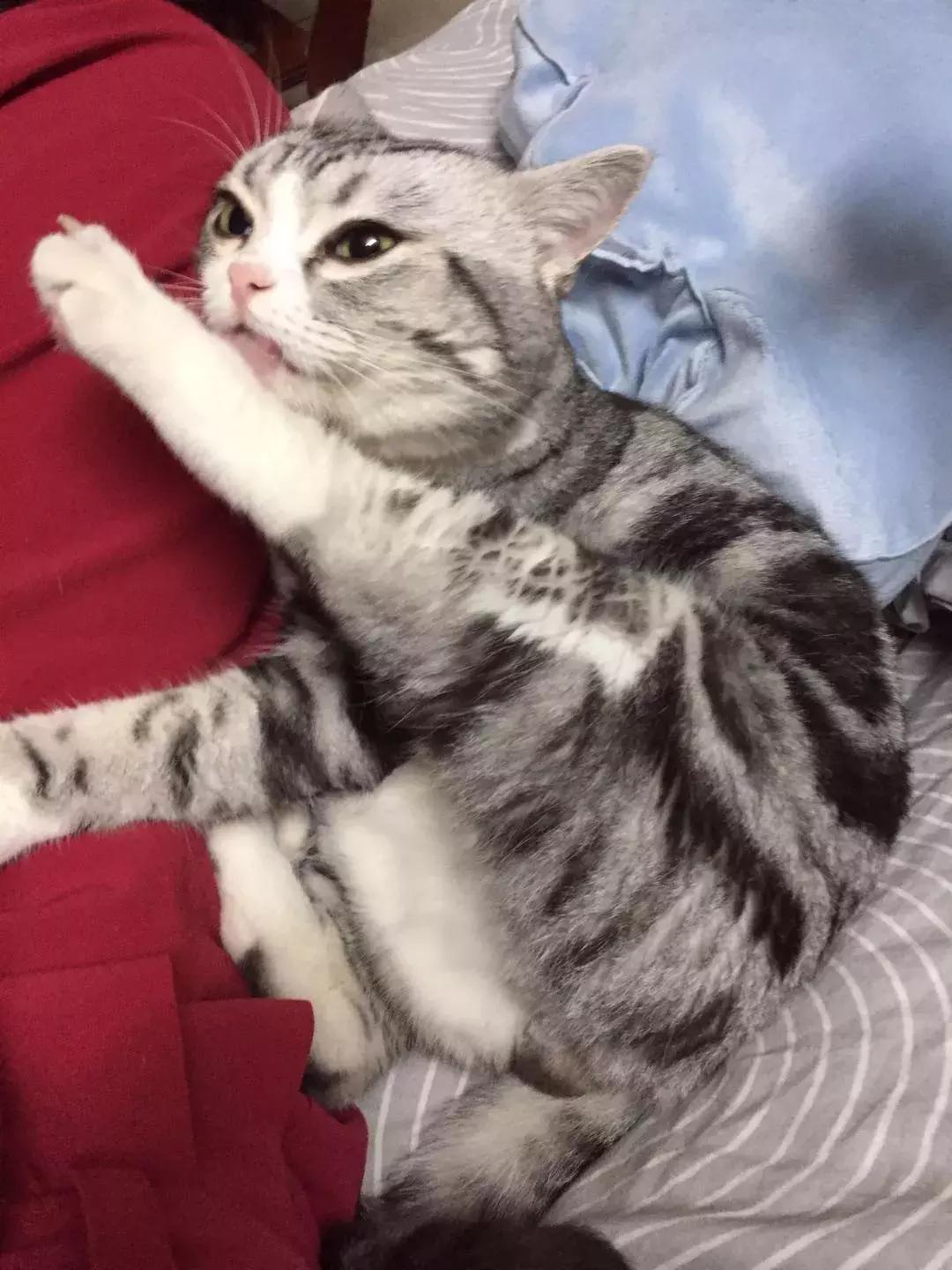 铲屎官把猫咪惹毛了,铲屎官得猫癣