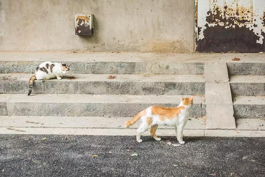 爱宠人：你知道困难重重的TNR是什么吗？