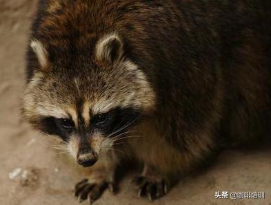 越南的猫屎咖啡怎么样,如何辨别猫屎咖啡真假