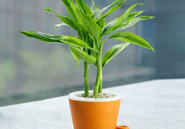 家养富贵竹用什么肥,家养富贵竹开花好吗