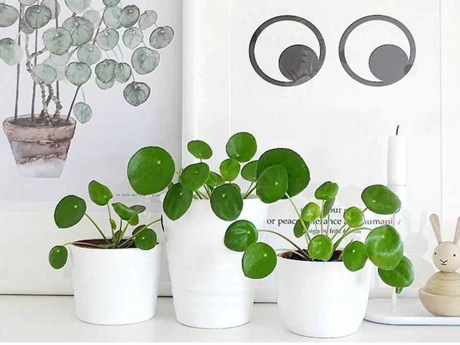 除甲醛排名第一的植物是绿萝吗,新房除甲醛是植物好还是活性炭好