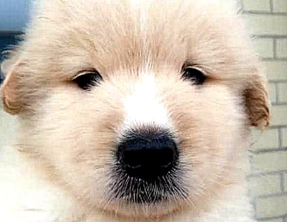 萨摩怀孕生下崽子,萨摩怀孕