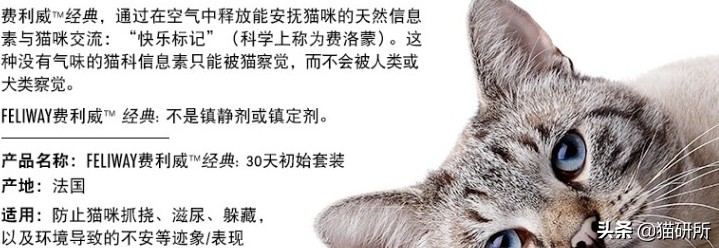 猫咪省钱好物维生素,猫咪必买的10种单品