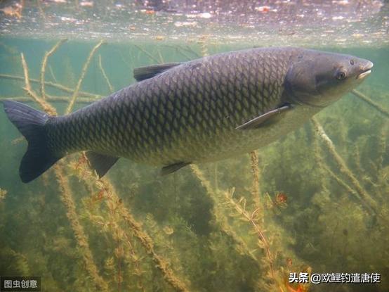 最适合打窝的装备,低调打窝三大装备