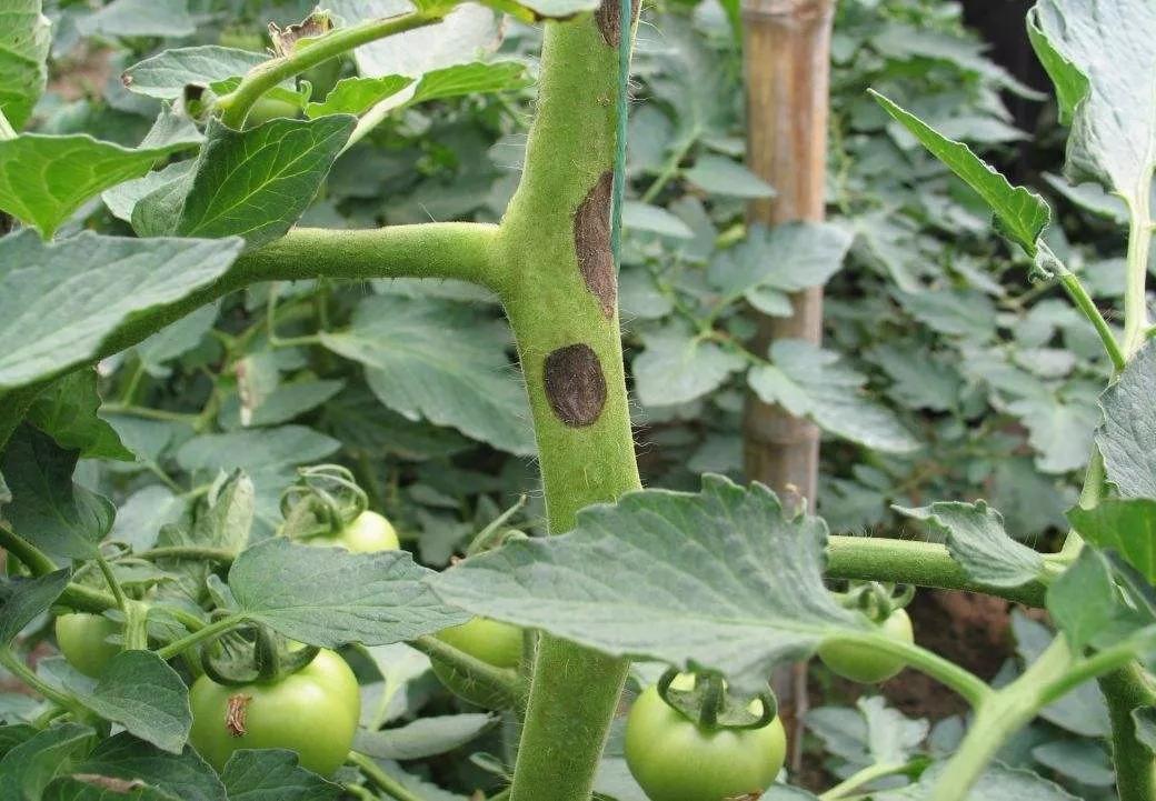 10种常见农药能治这么多病,100种农药大全及作用