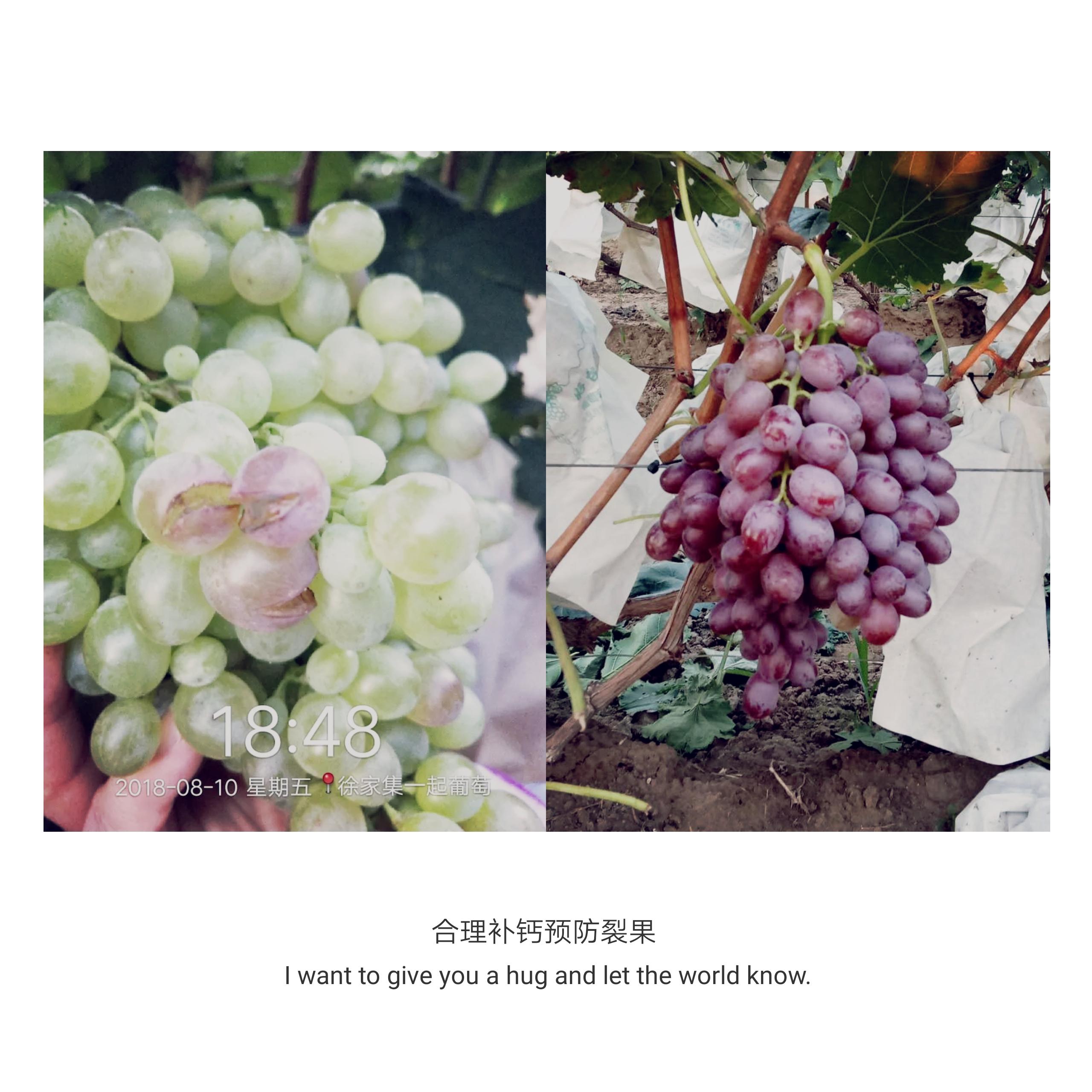 土施钙肥效果怎么样,农业用哪种钙效果好