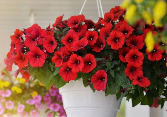 今年二月中旬可以给矮牵牛扦插吗,培育重瓣矮牵牛种子的方法有哪些