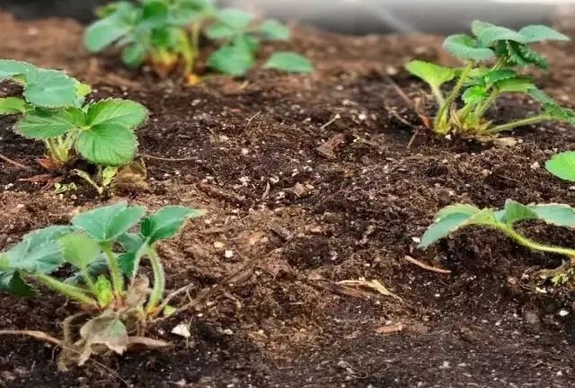 阳台上栽种盆栽草莓怎样授粉,盆栽草莓种植能放到太阳底下晒吗