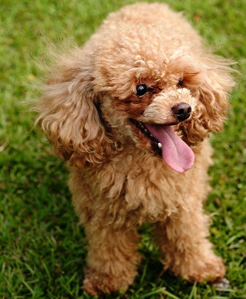 电子项圈制止泰迪吠叫,泰迪乱叫什么原因