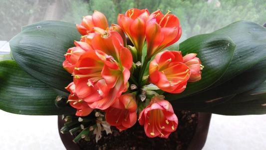 君子兰开花怎么养护和浇水方法,君子兰要开花时怎么浇水最好