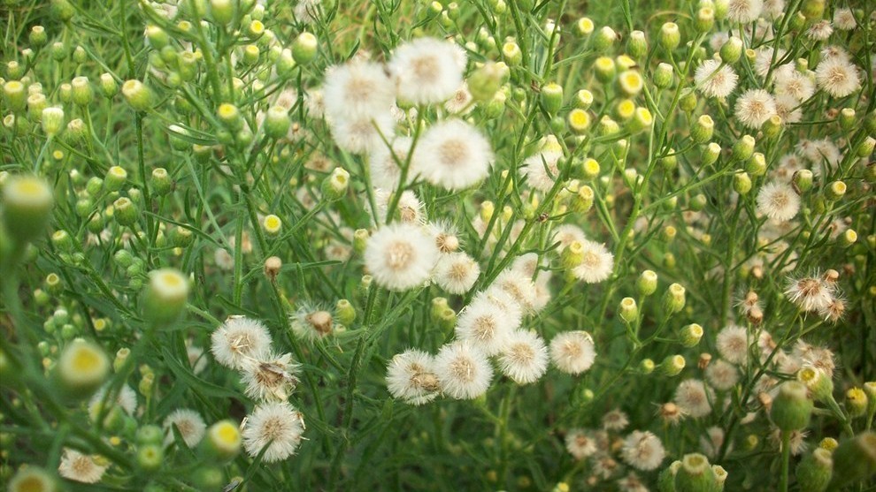 20种常见花草黑名单,40种常见花草