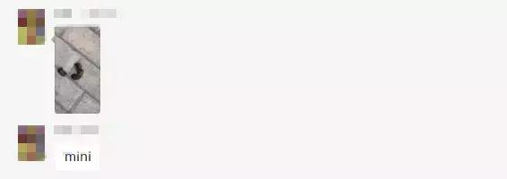 真香预警有哪些,怎样通过宠物粪便判断健康