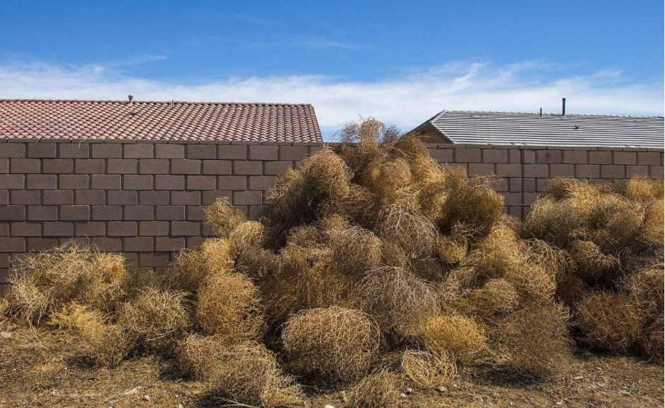 风滚草入侵外国公路,风滚草入侵中国后怎样了