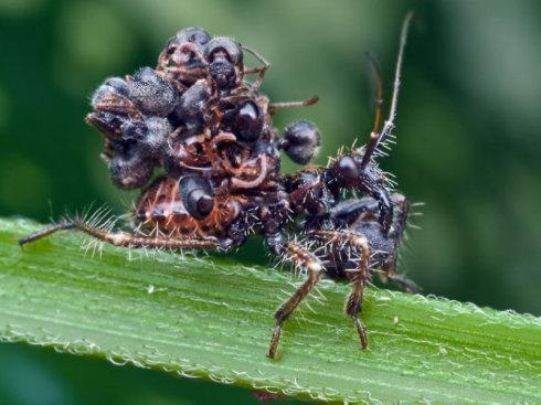 为了躲避天敌而伪装起来的动物,为捕食而隐藏的动物