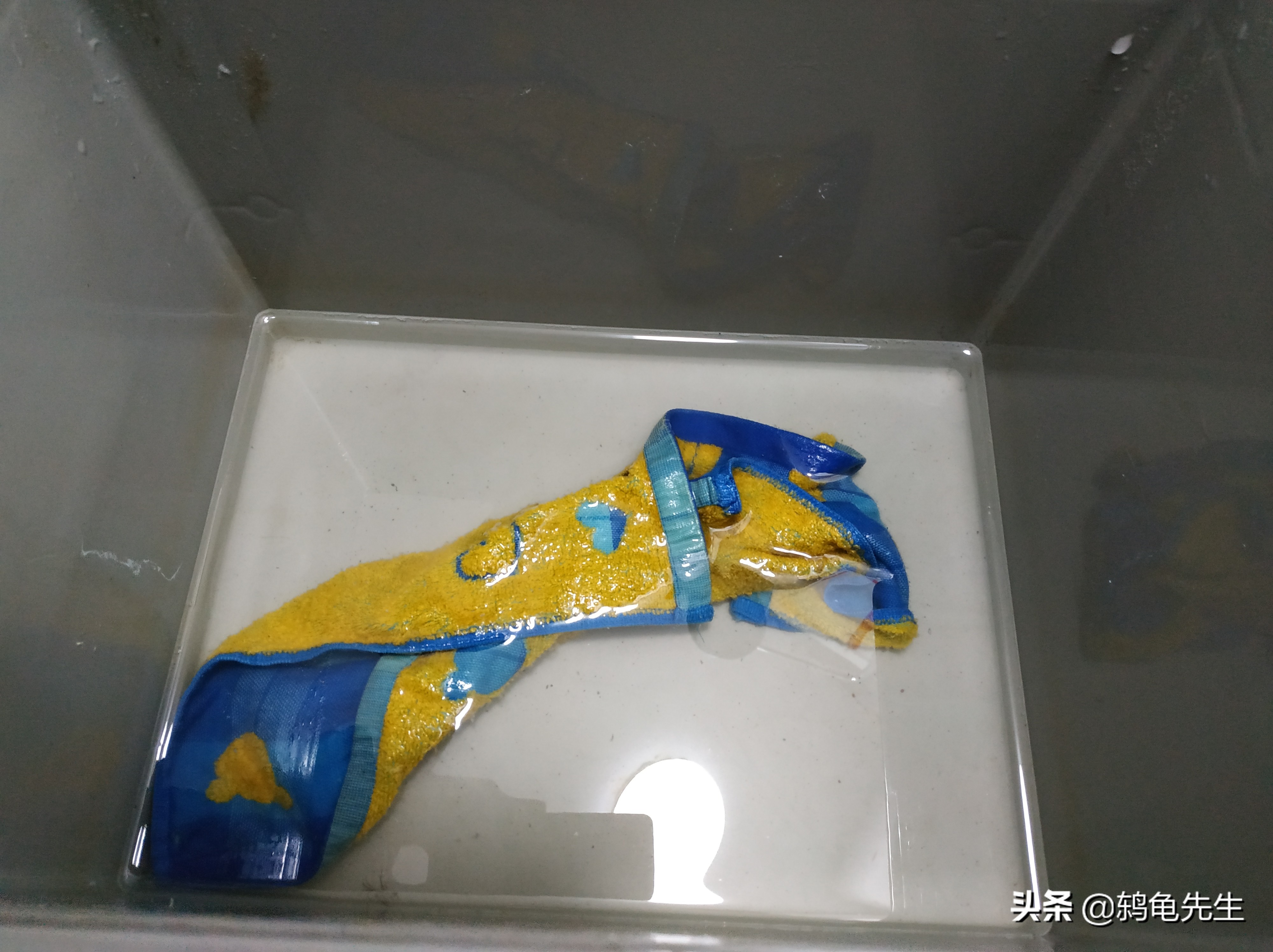 草龟冬眠的正确养法,草龟用湿毛巾冬眠法