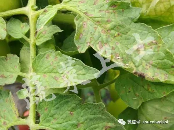番茄灰叶斑病的图片,番茄灰叶斑病用春雷霉素治吗