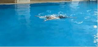 蛙泳易学还是自由泳好学,蛙泳如何游得又快又稳